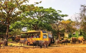 bali safari park ubud wheels east bali tour