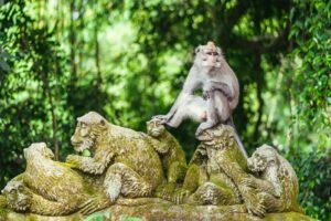 ubud monkey forest - places you must visit in ubud