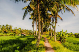 ubud rice field walk tour - places you must visit in ubud
